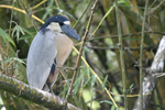 Boat-billed Heron    